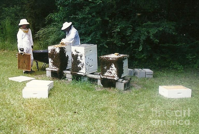 Louisiana Honey Bees Photograph