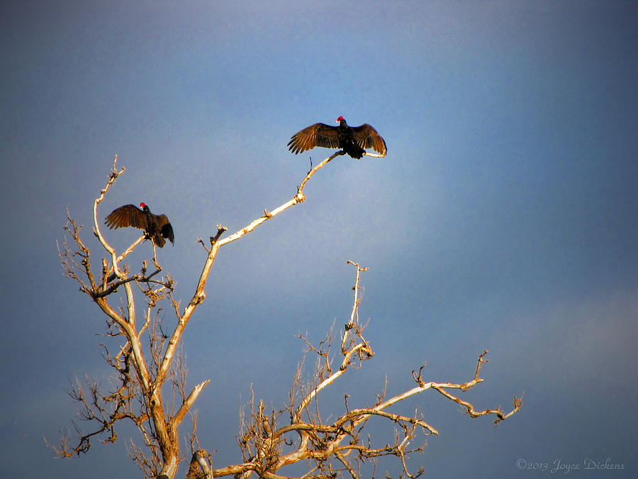 The Buzzard Roost Photograph by Joyce Dickens