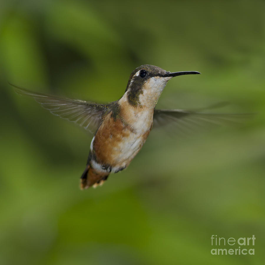 The Buzzy Hummer... Photograph by Nina Stavlund