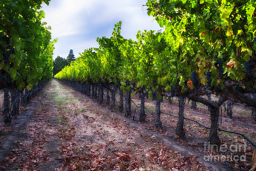 Fall Photograph - The Cabernet is Ready by George Oze