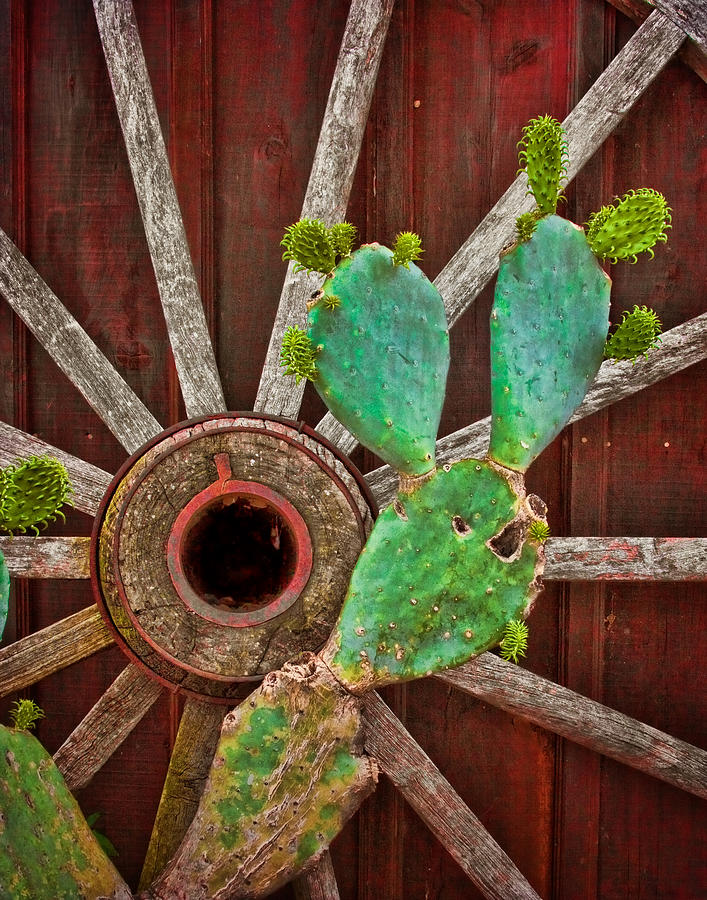 The Cactus and the Wheel Photograph by David and Carol Kelly