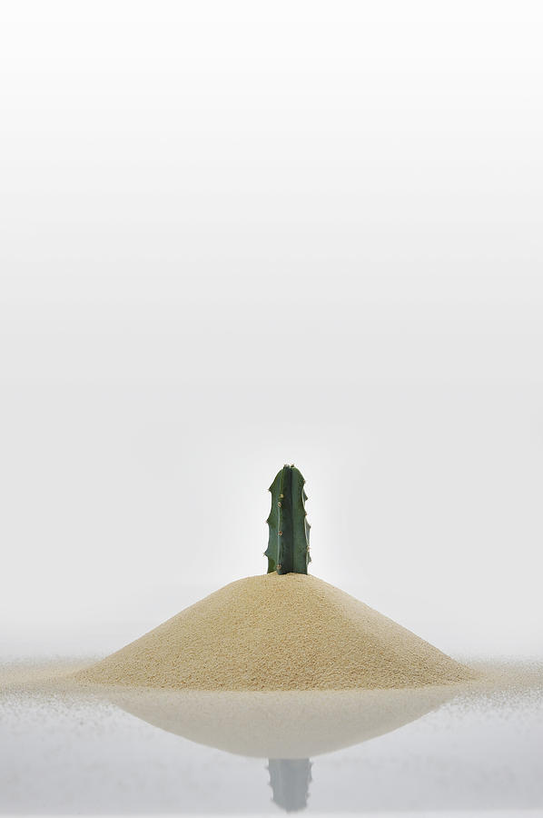 The cactus buried in the sand Photograph by Yagi Studio