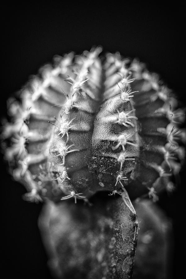 The Cactus Cacti in Grand Black and White Photograph by David Haskett II