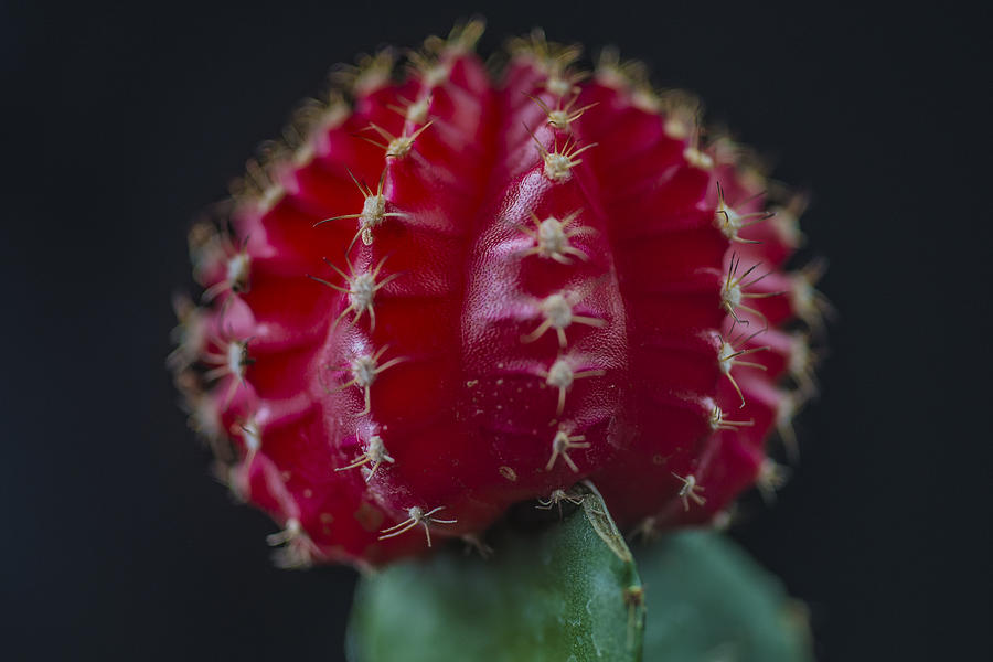 The Cactus Cacti in Red Photograph by David Haskett II