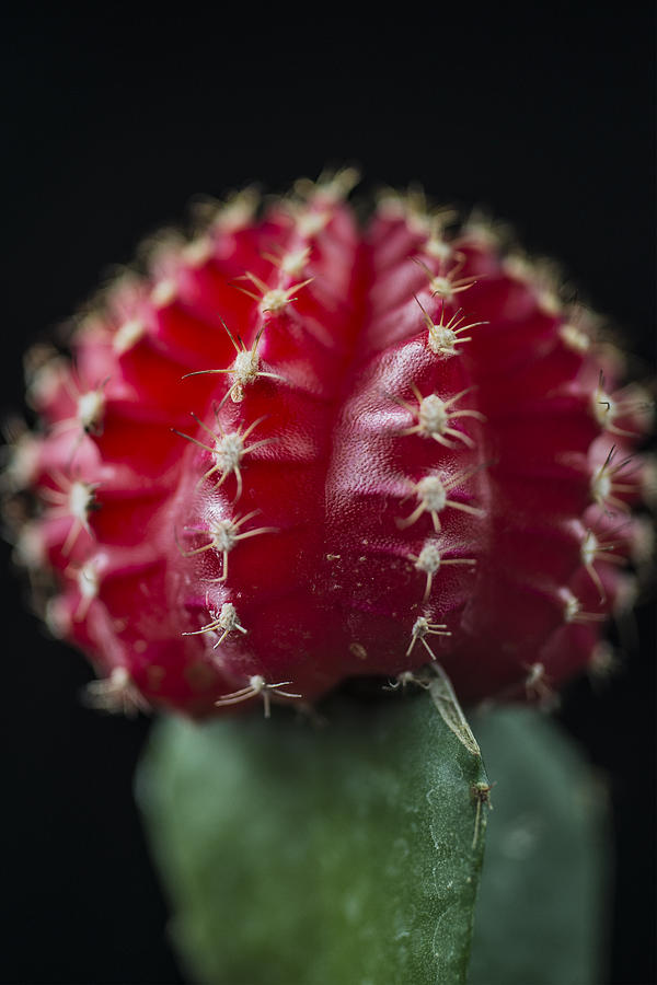 The Cactus Red cacti portrait Photograph by David Haskett II
