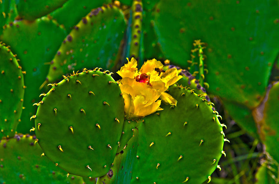 The Cactus Photograph by Richard J Cassato