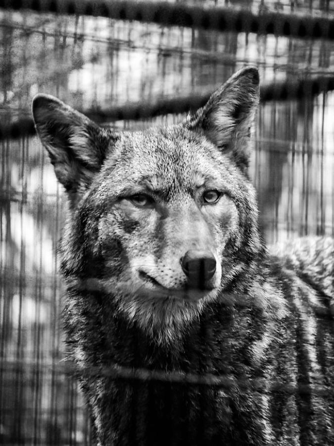 Black And White Photograph - The Caged Wolf by Dimitry Stambler