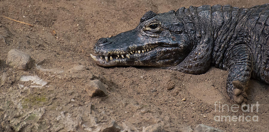 The Caiman Photograph by Bianca Nadeau