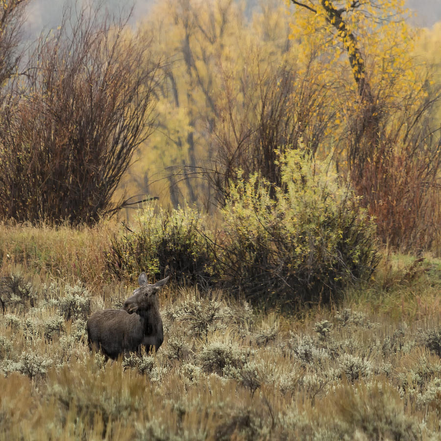 The Calf - Moose - Grand Teton Photograph by Belinda Greb