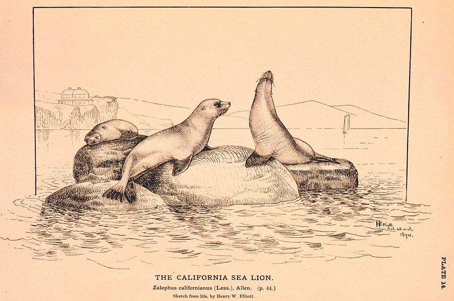 The California Sea Lion Drawing by Brian Long - Pixels