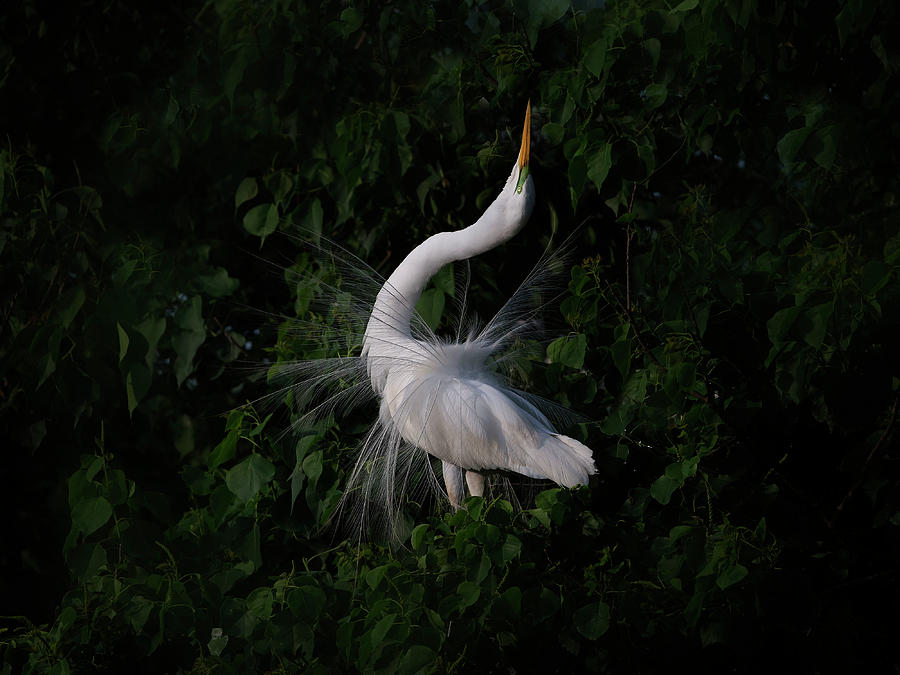Egret Photograph - The Call by Phillip Chang