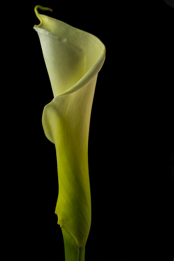 The Calla Lily Flower Color Photograph by David Haskett II