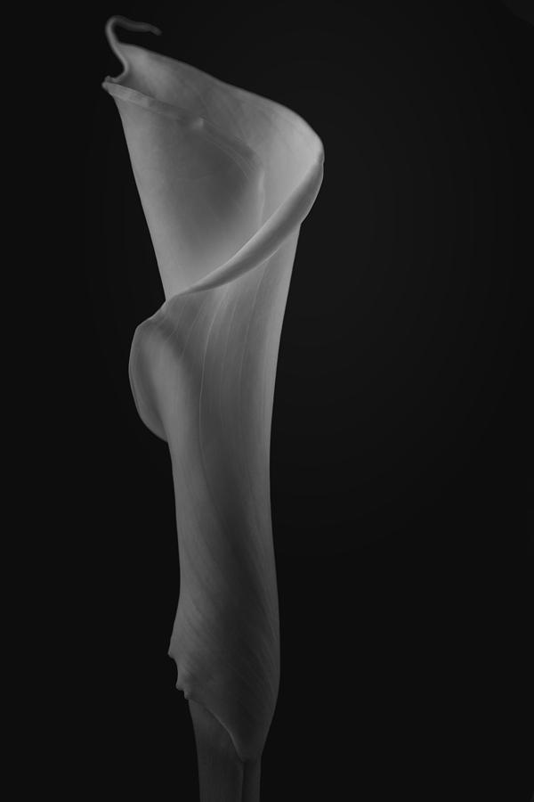 The Calla Lily Flower in Black and White Photograph by David Haskett II