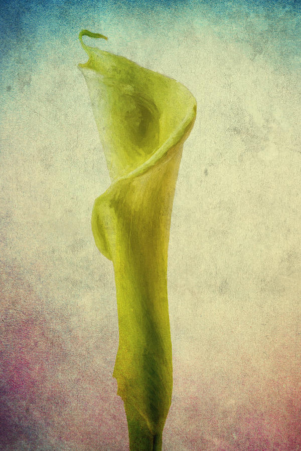 The Calla Lily Flower in Texture Photograph by David Haskett II