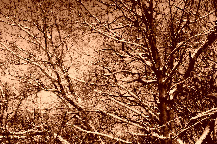 Nature Photograph - The Calm After The Storm - Sepia by Aurelio Zucco
