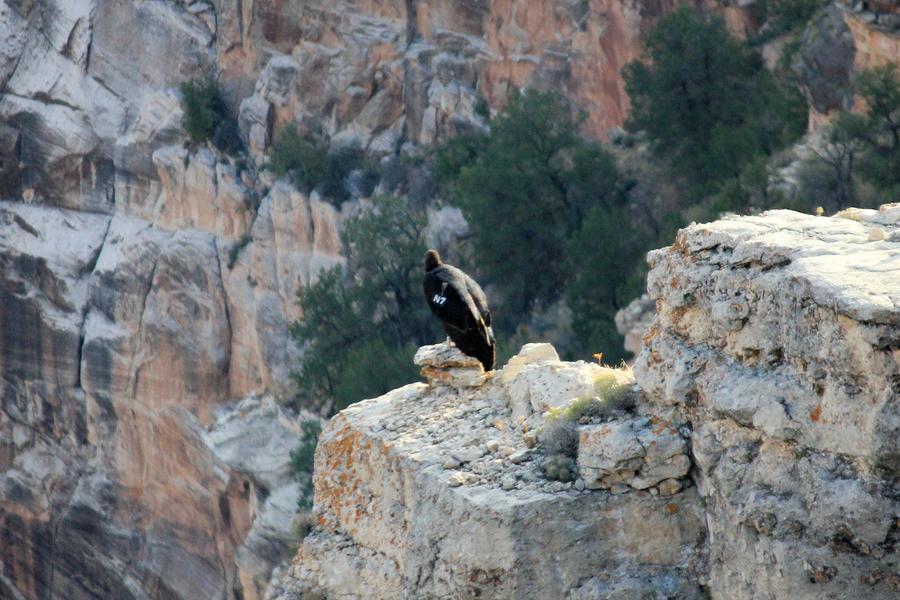 The Canyon  Condor  N7 Photograph by Douglas Miller