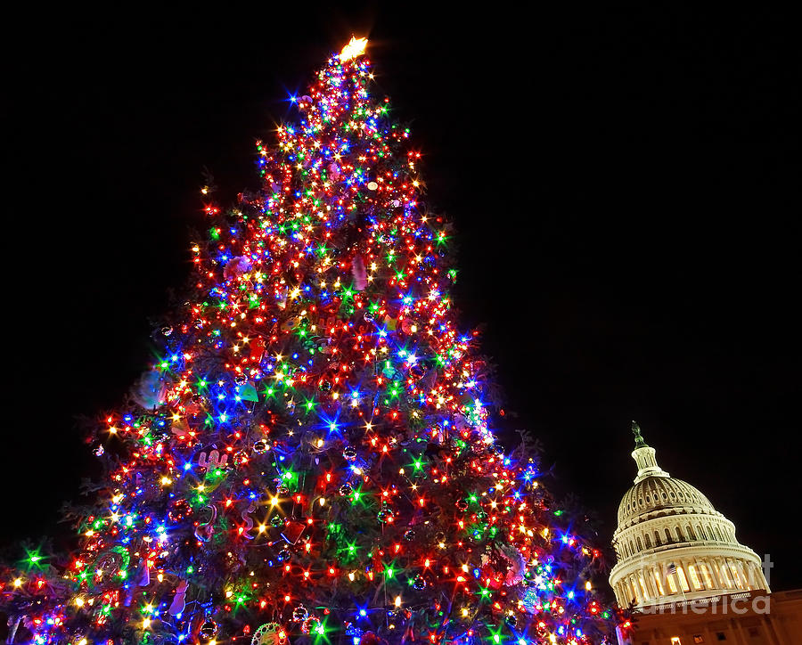 The Capitol Christmas Tree Photograph by SCB Captures