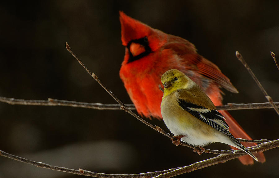 The Cardinal And The Goldfinch Photograph by John Harding