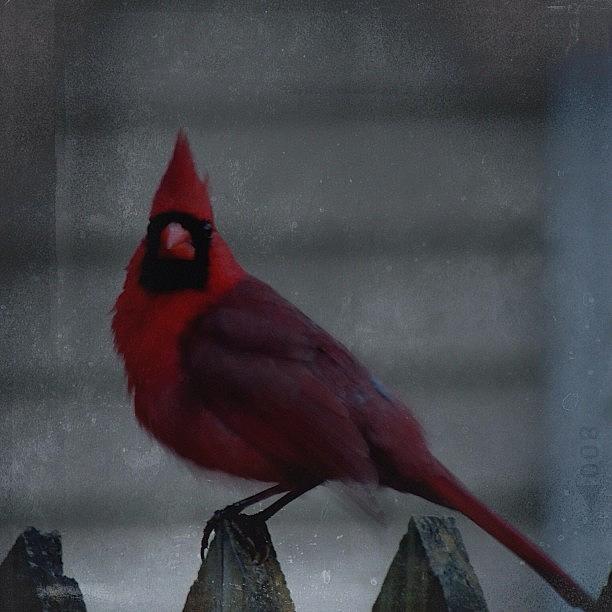 Wildlife Photograph - The #cardinal In #grunge #bird #birds by Robb Needham