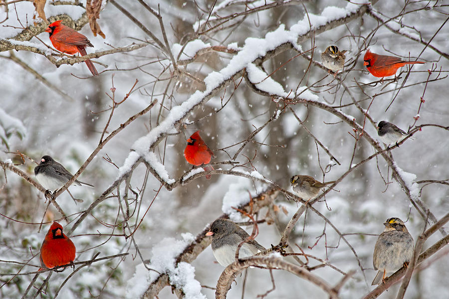 Cardinal Photograph - The Cardinal Rules by Betsy Knapp