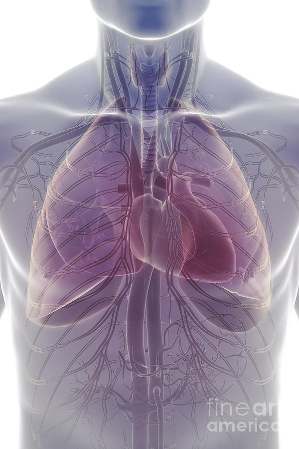 The Cardiovascular And Respiratory Photograph by Science Picture Co