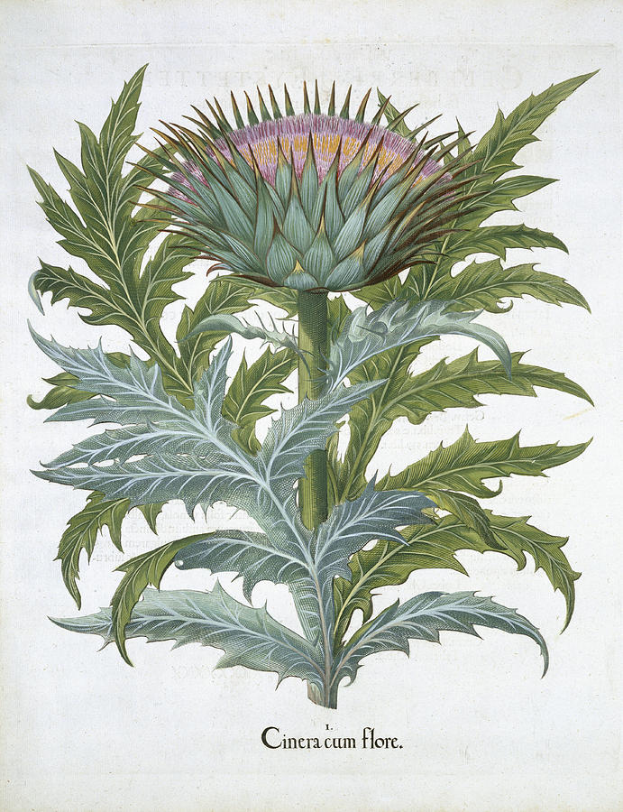 Globe Artichoke Drawing - The Cardoon, From The Hortus by German School