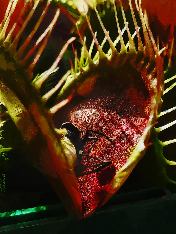 Summer Photograph - The Carnivorous Plant by Steve Taylor