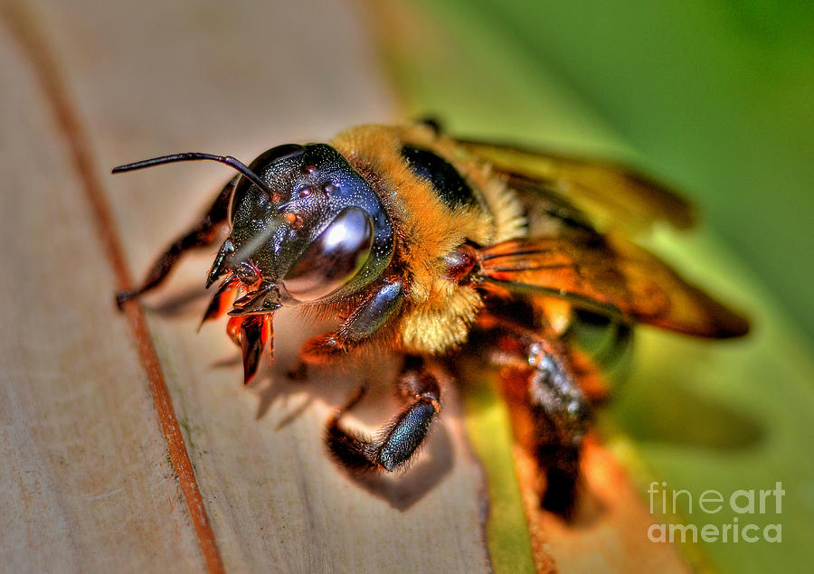 The Carpenter Bee Photograph by Kathy Baccari