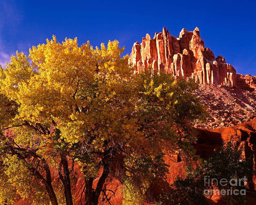 Capitol Reef National Park Photograph - The Castle above Cottonwoods by Tracy Knauer