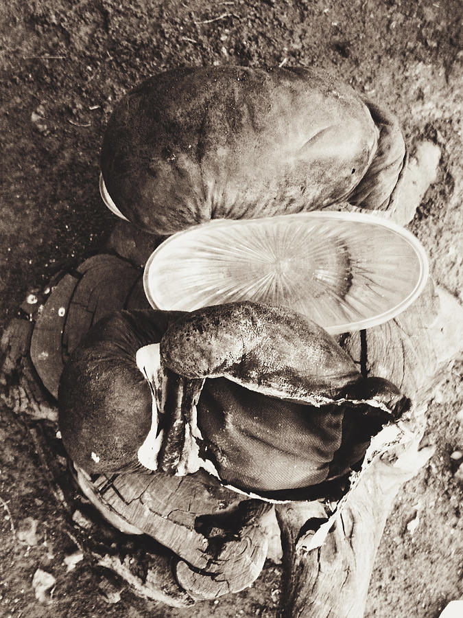 Vintage Photograph - The castoff pair of old boxing gloves by Artem Korenuk