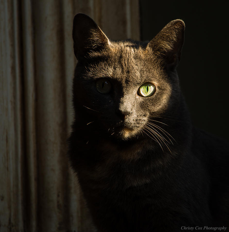 The Cat Soul Stare Photograph by Christy Cox