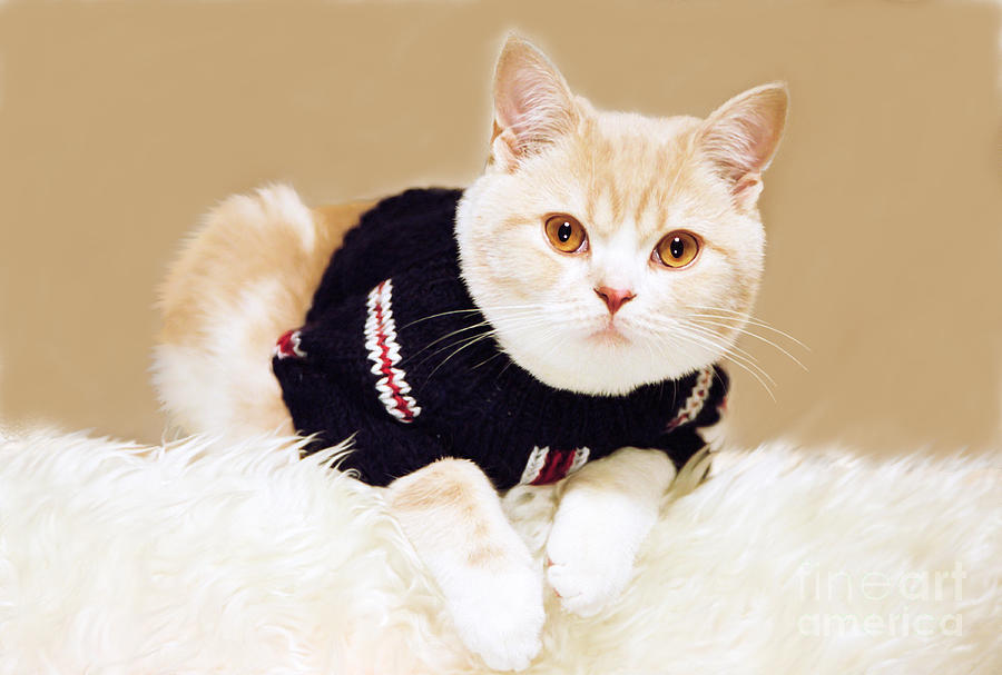 The cat wears sweater Photograph by Aiolos Greek Collections