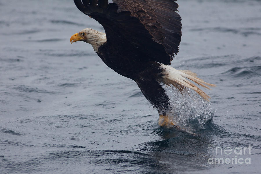 Eagle Photograph - The catch by Alan Dean