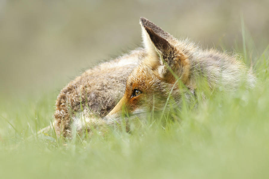 Spring Photograph - The Catcher in the Grass II   Red Fox by Roeselien Raimond