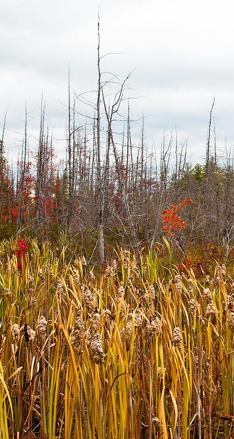 The Cattails near Raquette Lake New York Photograph by David Patterson