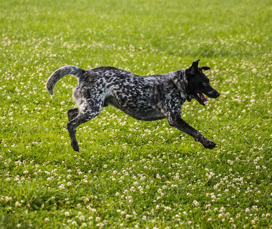 The Cattle Dog Ballet Photograph