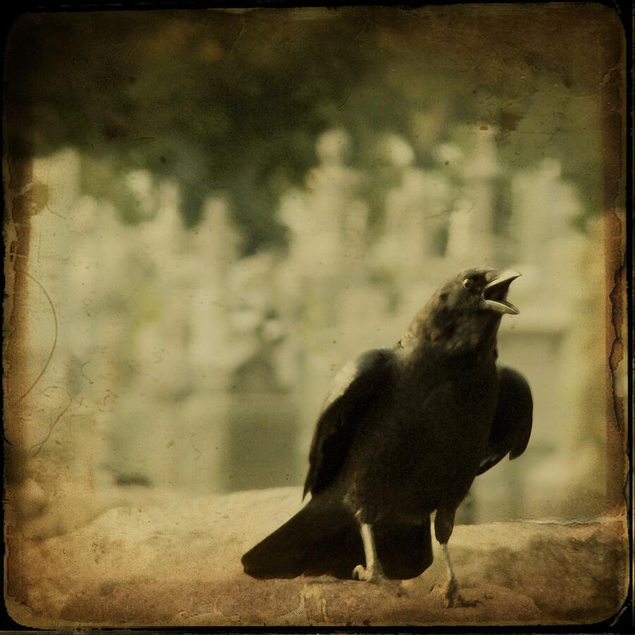 The Caw Photograph by Gothicrow Images - Pixels