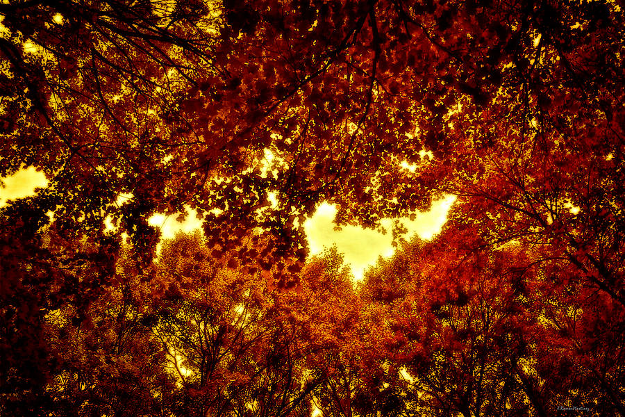 The ceiling of the forest Photograph by Ramon Martinez - Fine Art America