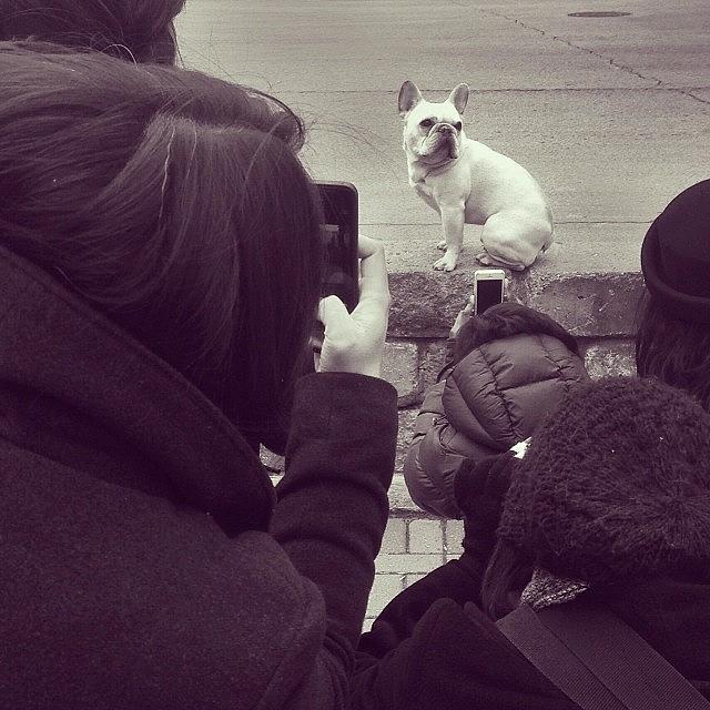 Toronto Photograph - The Celebrity Dog! #phonetography by Bruce Wang