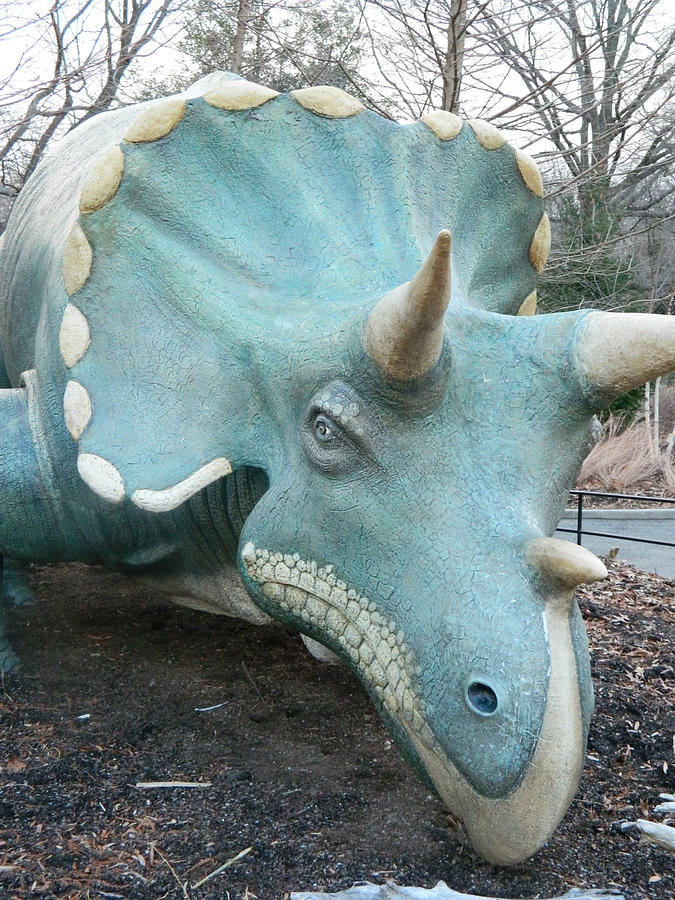 The Celebrity Triceratops Dinosaur Photograph by Emmy Vickers