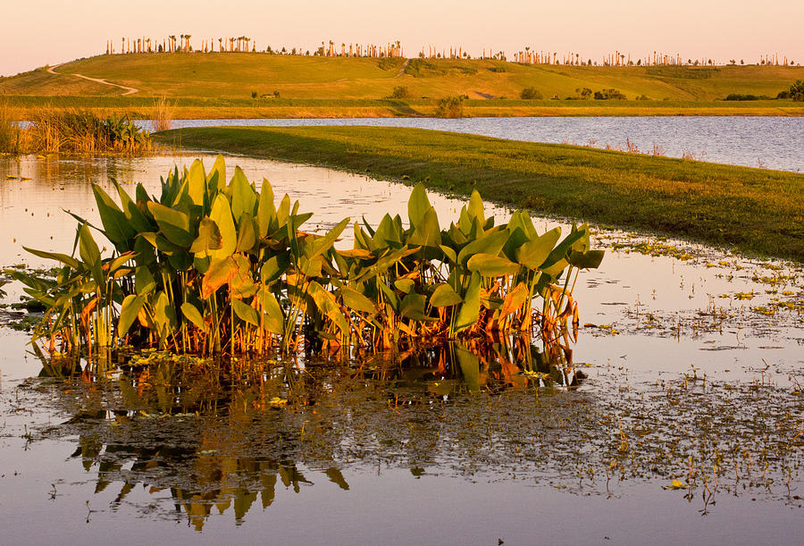 The Celery Fields in Sarasota Photograph by John Myers - Pixels