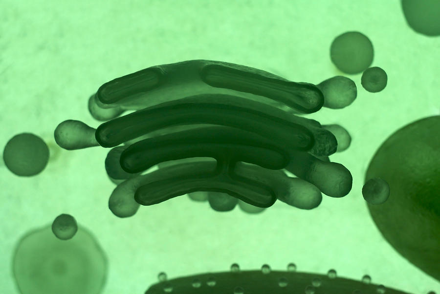 The Cell: Golgi Apparatus Model Photograph by Djgunner