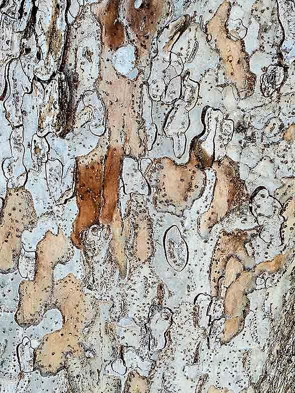 The Cells of the Tree Trunk Photograph by Fei A