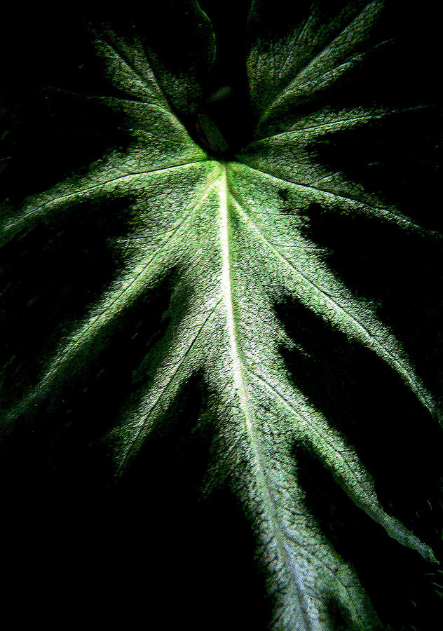 The Center Leaf Photograph by Rosalie Scanlon