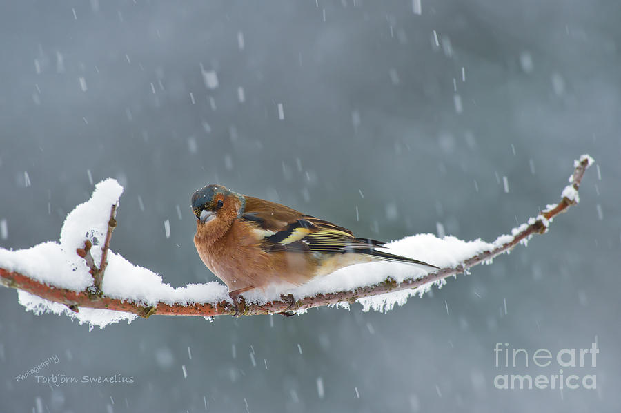 The Chaffinch Photograph by Torbjorn Swenelius