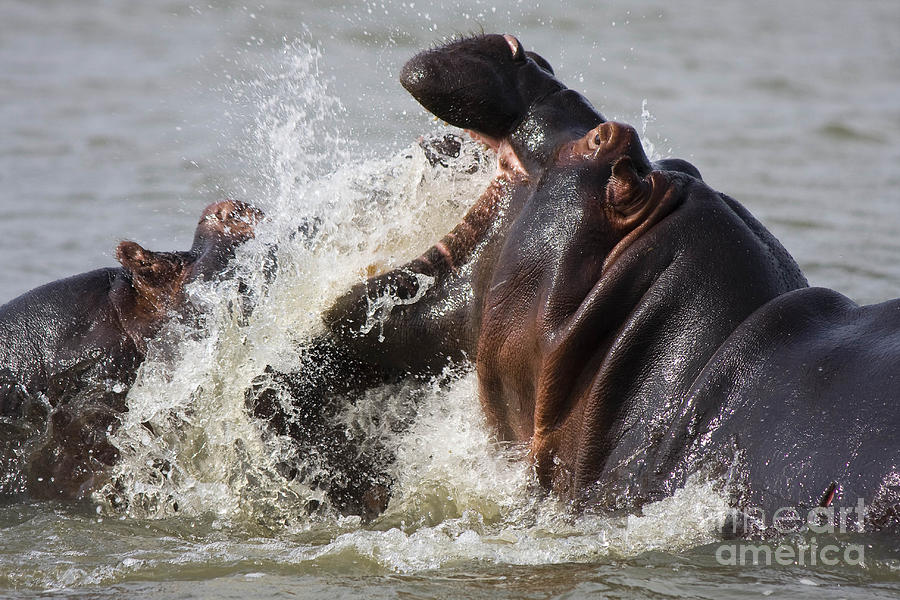 Hippopotamus Photograph - The Challenger by Christina Gupfinger