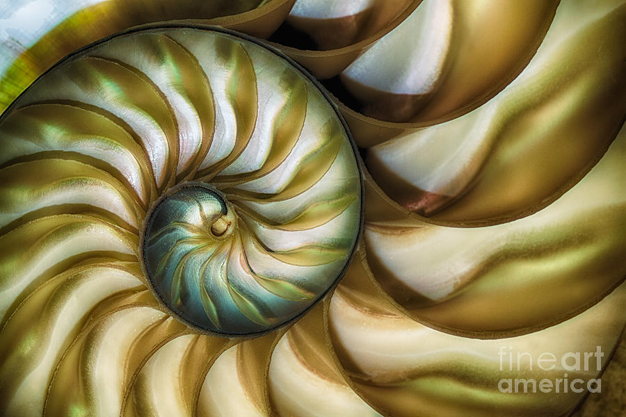 The Chambered Nautilus Photograph by Mimi Ditchie