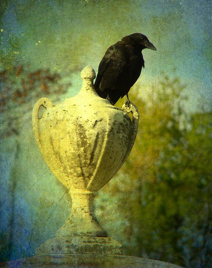 Blackbird Photograph - The Champion by Gothicrow Images