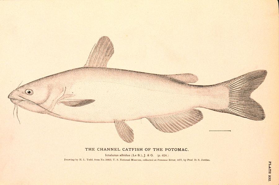 The Channel Catfish of the Potomac Drawing by Brian Long Fine Art America