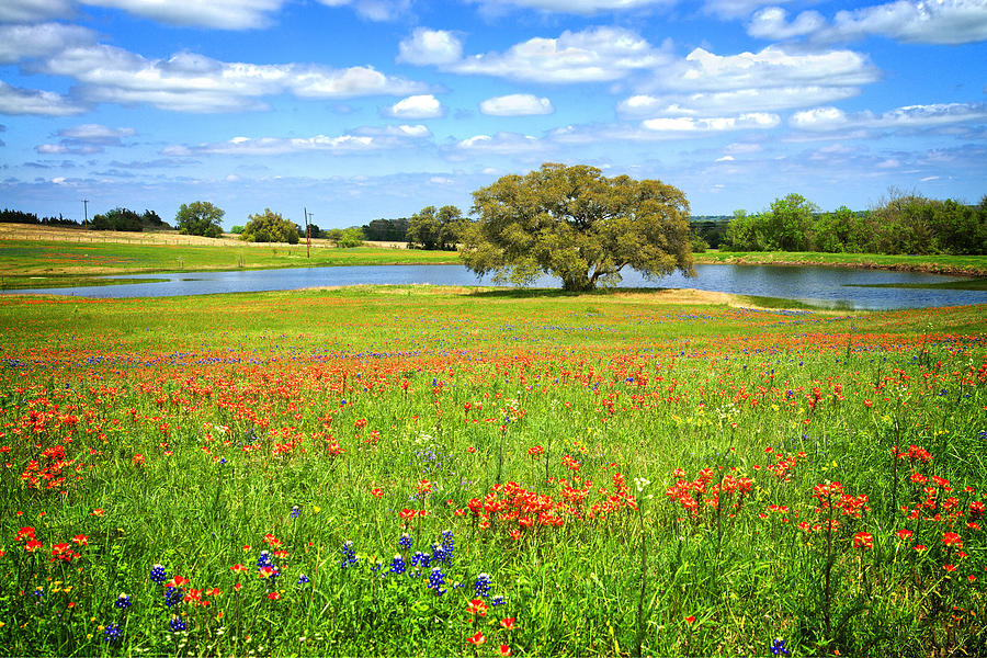 The Charm of a Texas Spring Photograph by Lynn Bauer